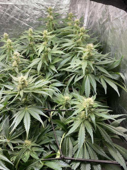 Varieties of mimosa. Week 5 - Mimosa x Orange Punch  (Barney's farm)