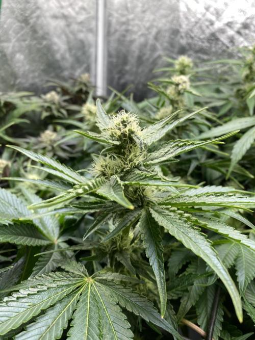 Varieties of mimosa. Week 5 - Mimosa x Orange Punch  (Barney's farm)