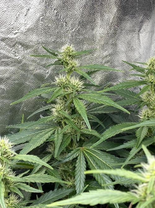 Varieties of mimosa. Week 5 - Mimosa x Orange Punch  (Barney's farm)