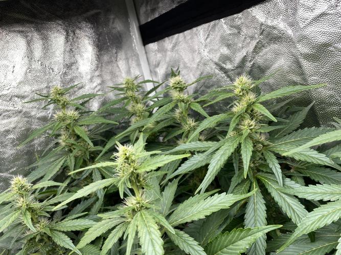 Varieties of mimosa. Week 5