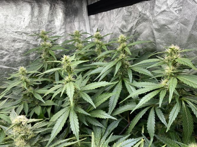 Varieties of mimosa. Week 5 - Mimosa x Orange Punch  (Barney's farm)