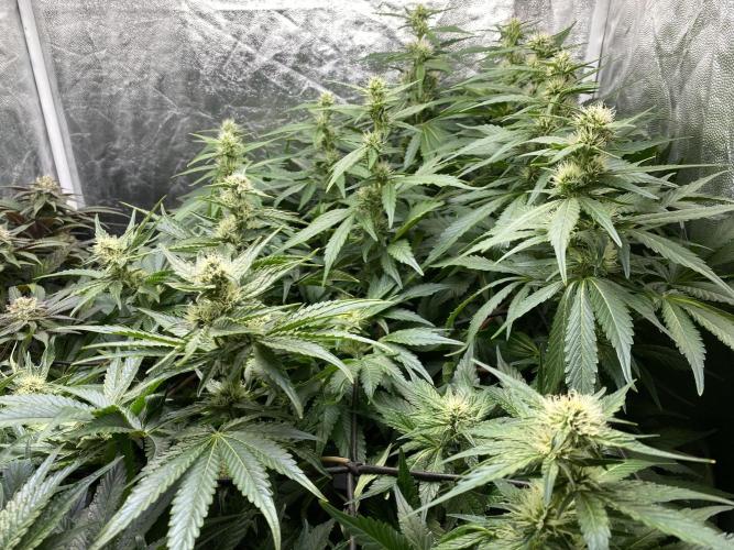 Varieties of mimosa. Week 5