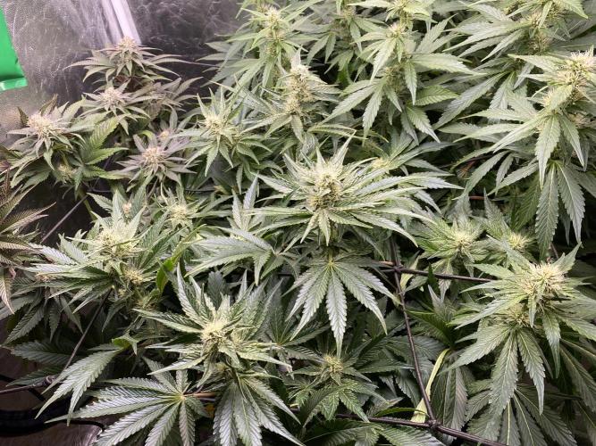 Varieties of mimosa. Week 5