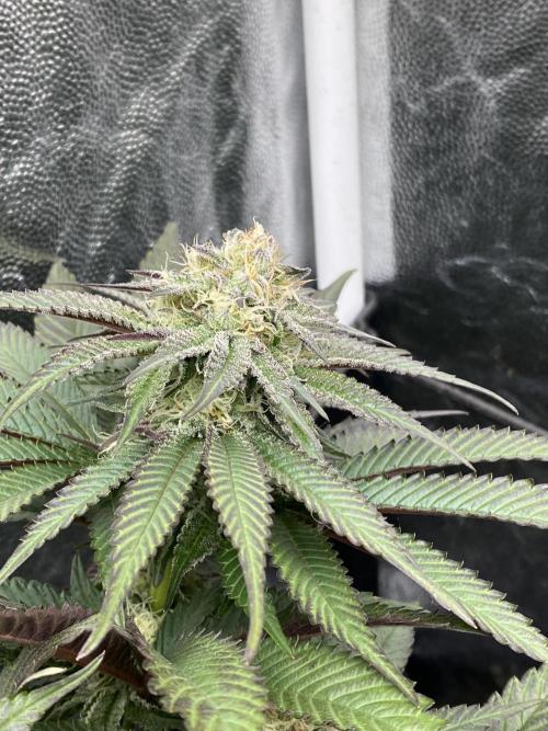 Varieties of mimosa. Week 5 - Mimosa (rqs)