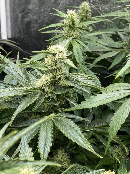 Varieties of mimosa. Week 5