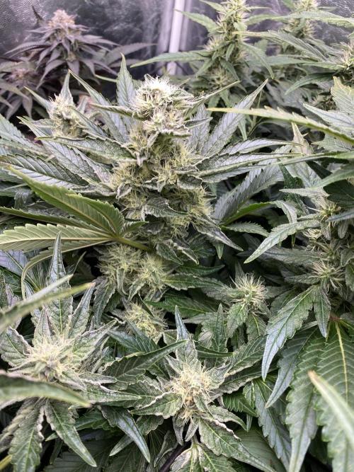 Varieties of mimosa. Week 6 - Mimosa x Orange Punch (Barney's farm)