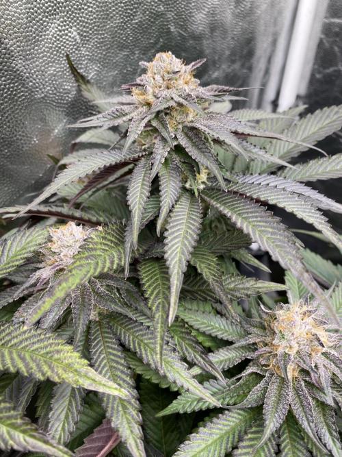 Varieties of mimosa. Week 6 - Mimosa (rqs)