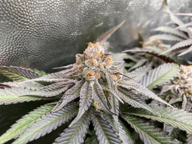 Varieties of mimosa. Week 6 - Mimosa (rqs)