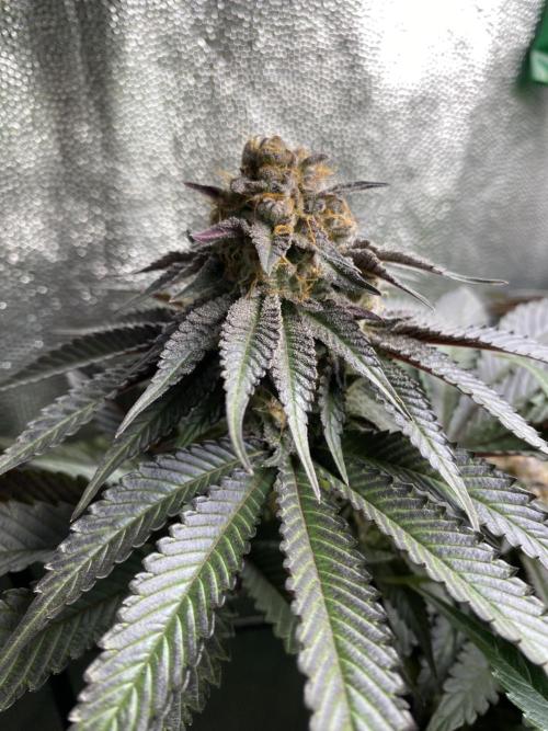 Varieties of mimosa. Week 6 - Mimosa (rqs)