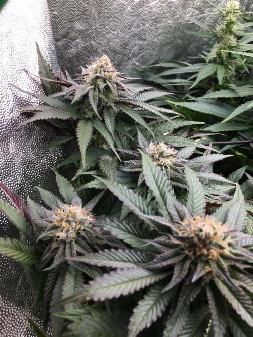 Varieties of mimosa. Week 6 - Mimosa (rqs)