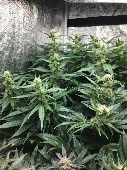 Varieties of mimosa. Week 6 - Mimosa x Orange Punch (Barney's farm)