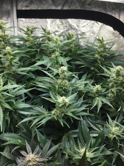 Varieties of mimosa. Week 6 - Mimosa x Orange Punch (Barney's farm)