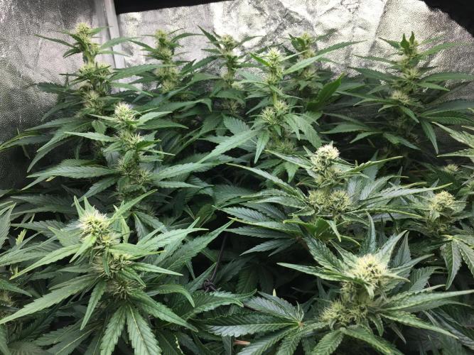 Varieties of mimosa. Week 6 - Mimosa x Orange Punch (Barney's farm)