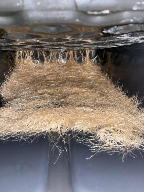 Varieties of mimosa. Week 6 - Mimosa x Orange Punch (Barney's farm)