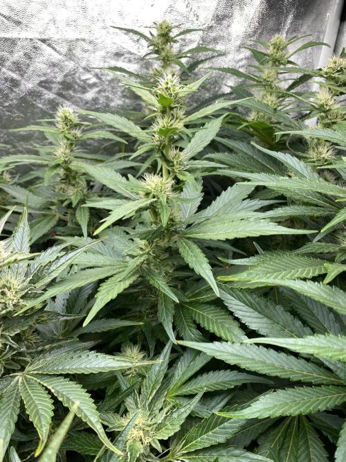 Varieties of mimosa. Week 6 - Mimosa x Orange Punch (Barney's farm)