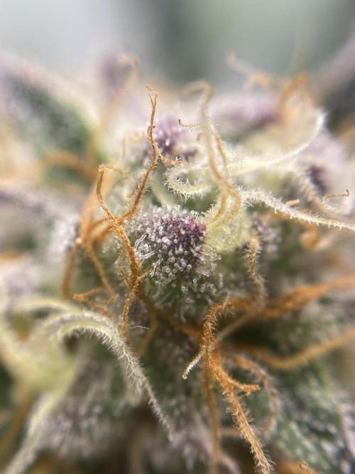 Varieties of mimosa. Week 6 - Mimosa (rqs)