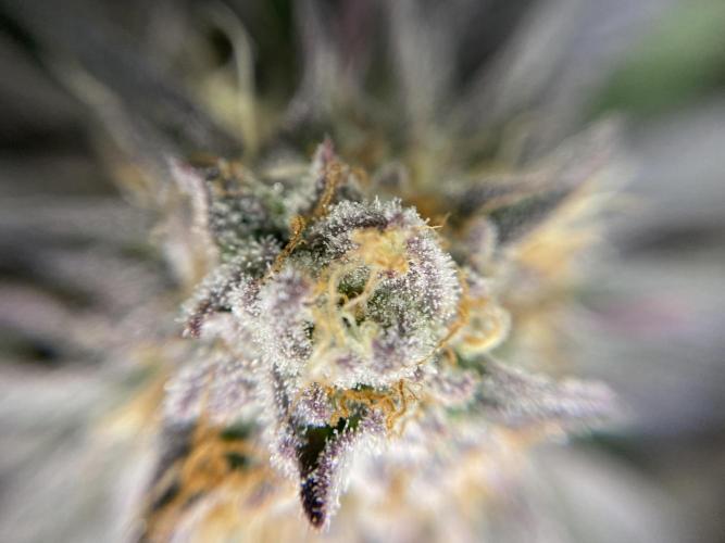 Varieties of mimosa. Week 6 - Mimosa (rqs)