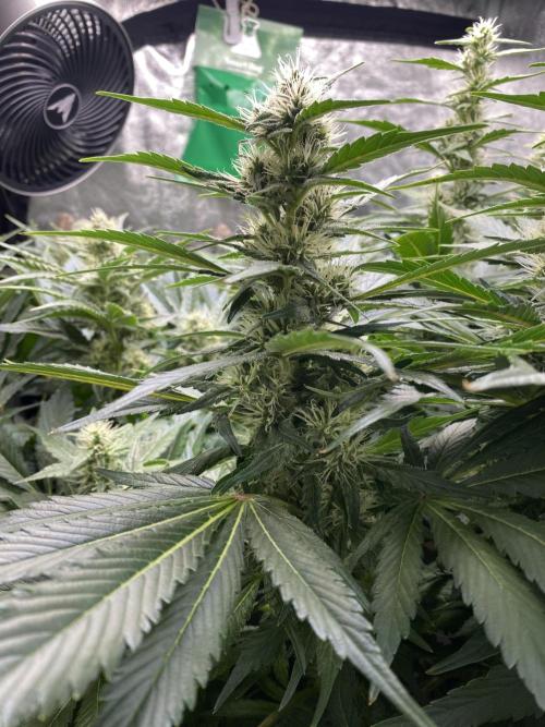 Varieties of mimosa. Week 6 - Mimosa x Orange Punch (Barney's farm)