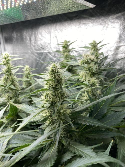 Varieties of mimosa. Week 6 - Mimosa x Orange Punch (Barney's farm)