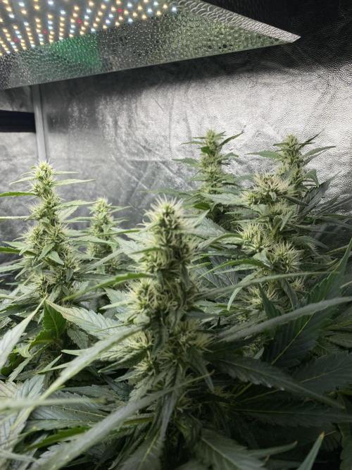 Varieties of mimosa. Week 6 - Mimosa x Orange Punch (Barney's farm)