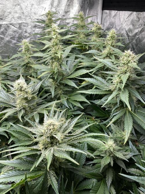 Varieties of mimosa. Week 6 - Mimosa x Orange Punch (Barney's farm)