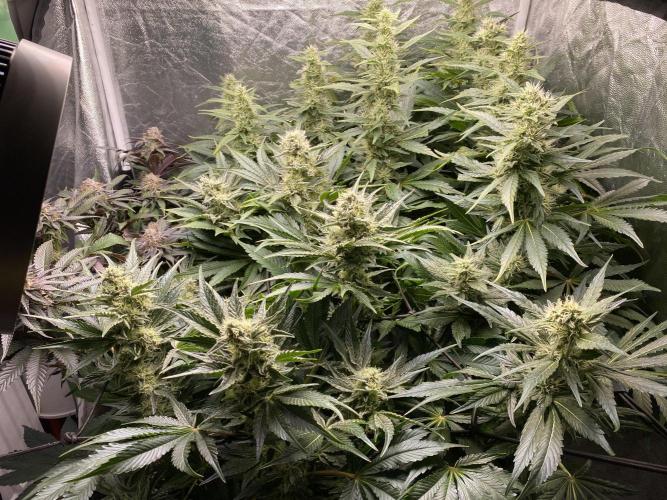 Varieties of mimosa. Week 7
