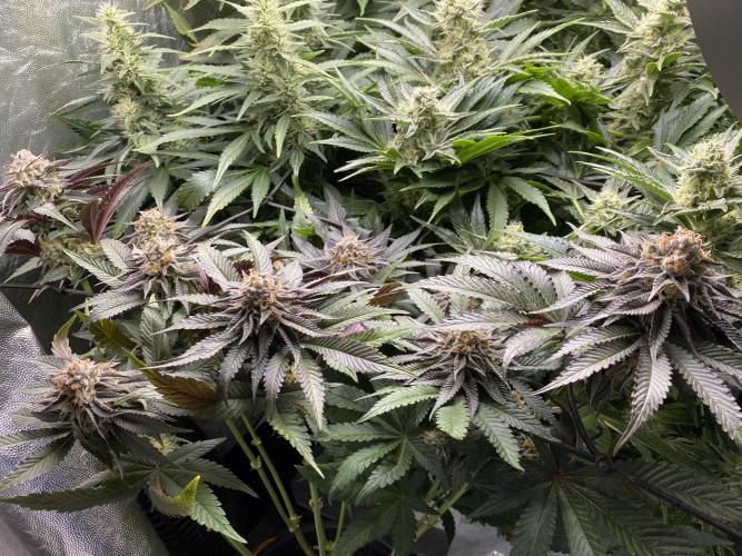 Varieties of mimosa. Week 7 - Mimosa (RQS)