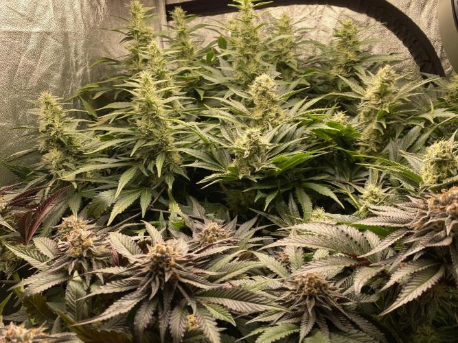 Varieties of mimosa. Week 7
