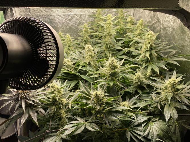 Varieties of mimosa. Week 7 - Mimosa x OP (Barney's Farm)