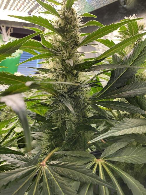 Varieties of mimosa. Week 7 - Mimosa x OP (Barney's Farm)