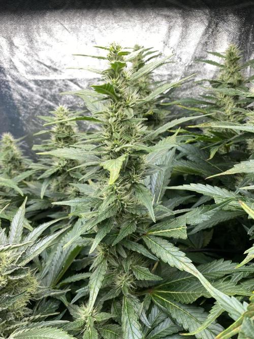 Varieties of mimosa. Week 7 - Mimosa x OP (Barney's Farm)