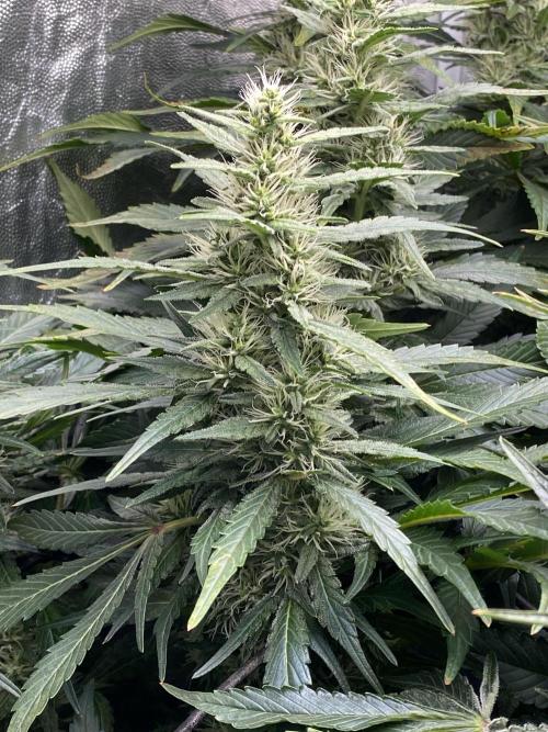 Varieties of mimosa. Week 7 - Mimosa x OP (Barney's Farm)