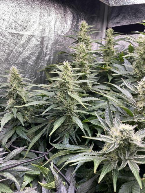 Varieties of mimosa. Week 7 - Mimosa x OP (Barney's Farm)