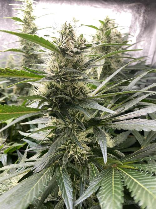 Varieties of mimosa. Week 7 - Mimosa x OP (Barney's Farm)