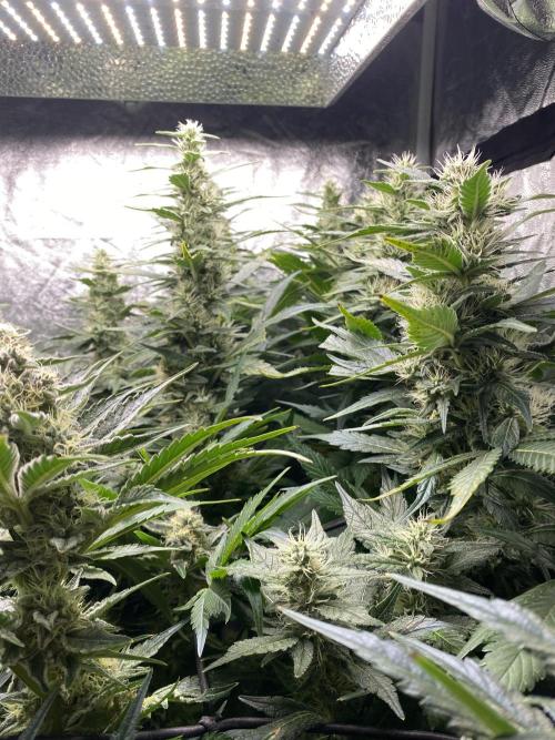 Varieties of mimosa. Week 7 - Mimosa x OP (Barney's Farm)