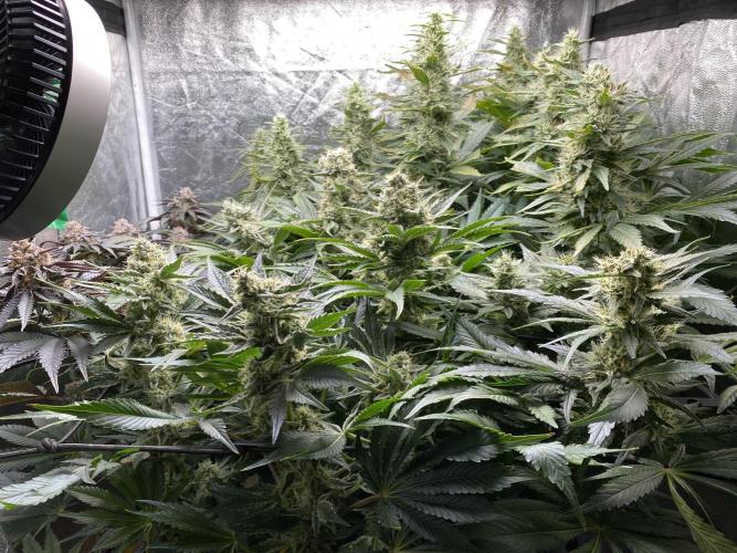 Varieties of mimosa. Week 7