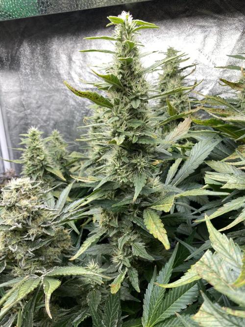 Varieties of mimosa. Week 7 - Mimosa x OP (Barney's Farm)
