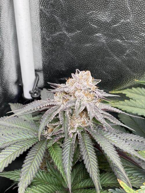 Varieties of mimosa. Week 7
