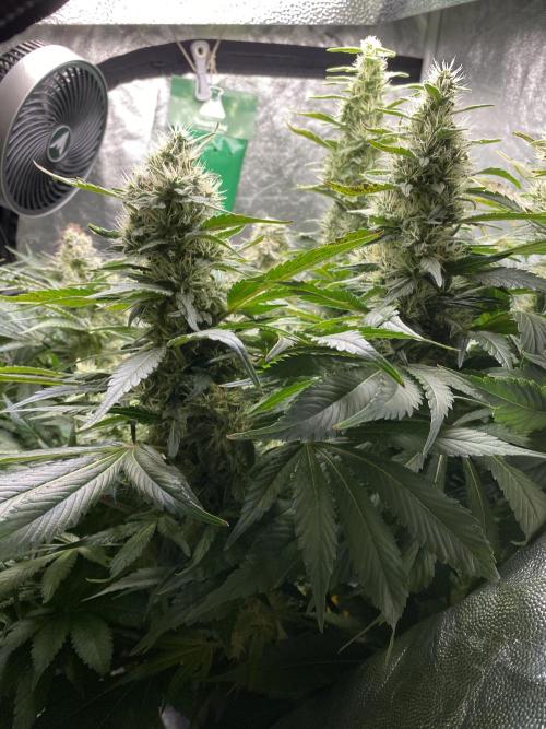 Varieties of mimosa. Week 7 - Mimosa x OP (Barney's Farm)