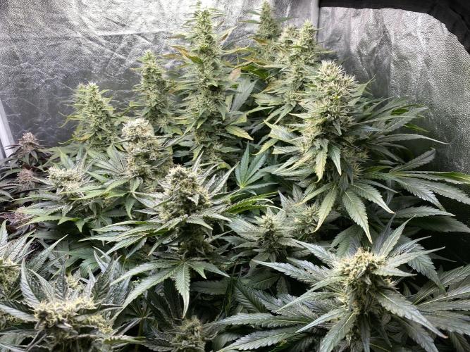 Varieties of mimosa. Week 7 - Mimosa x OP (Barney's Farm)