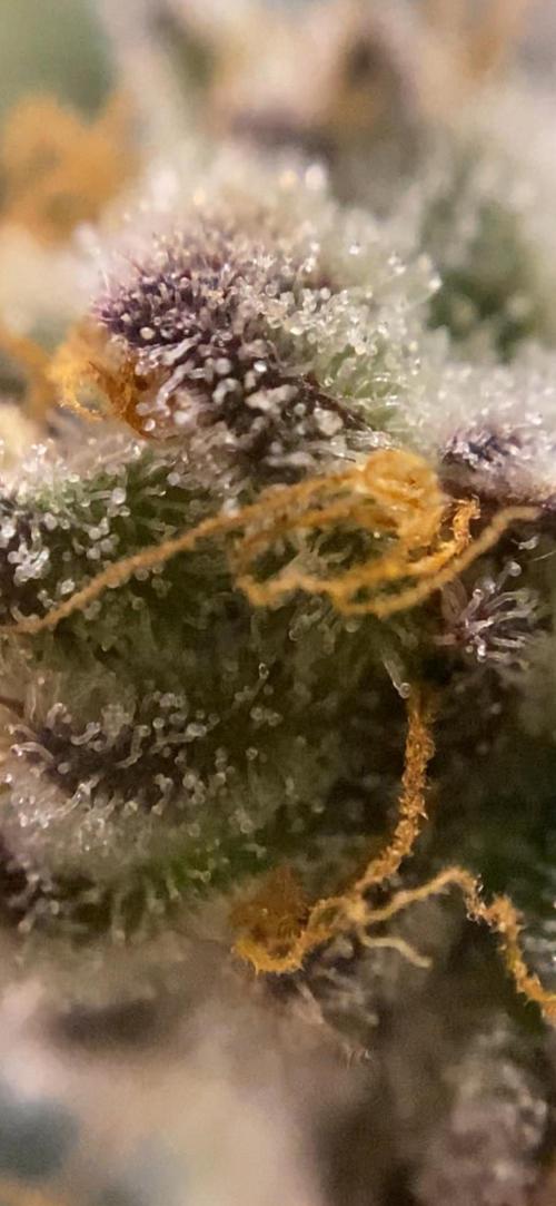 Varieties of mimosa. Week 7 - Mimosa (RQS)