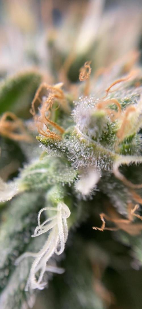 Varieties of mimosa. Week 7 - Mimosa x OP (Barney's Farm)