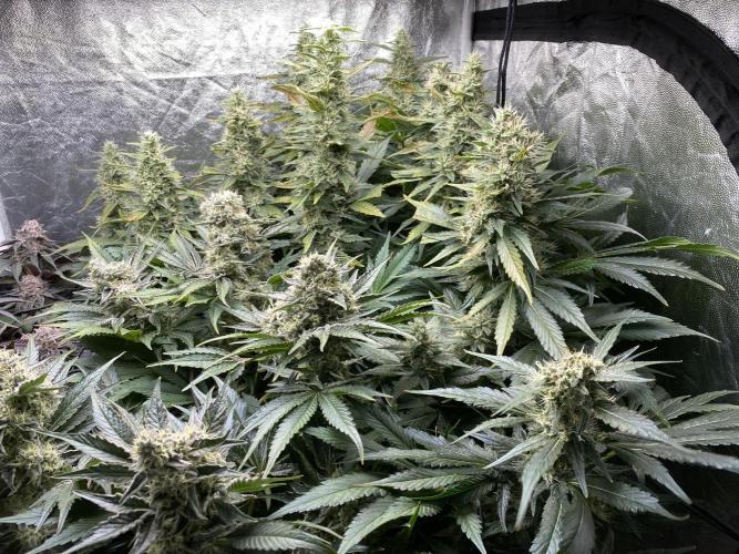 Varieties of mimosa. Week 8 - Mimosa x OP (Barney's Farm)/Hydro