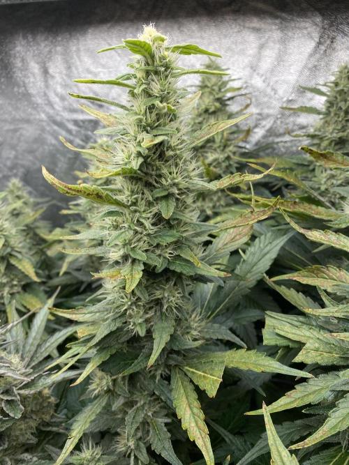 Varieties of mimosa. Week 8 - Mimosa x OP (Barney's Farm)/Hydro