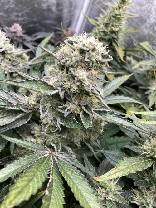 Varieties of mimosa. Week 8 - Mimosa x OP (Barney's Farm)/Hydro