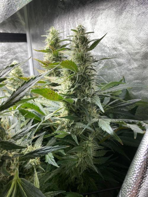 Varieties of mimosa. Week 8 - Mimosa x OP (Barney's Farm)/Hydro