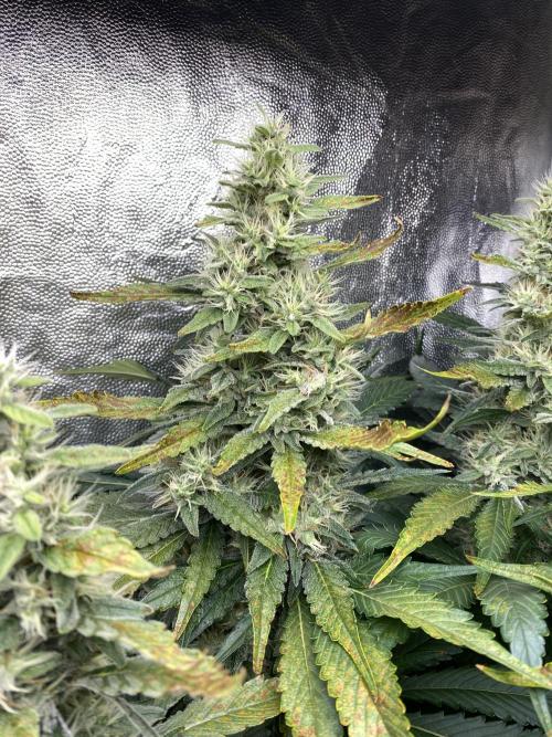 Varieties of mimosa. Week 8 - Mimosa x OP (Barney's Farm)/Hydro