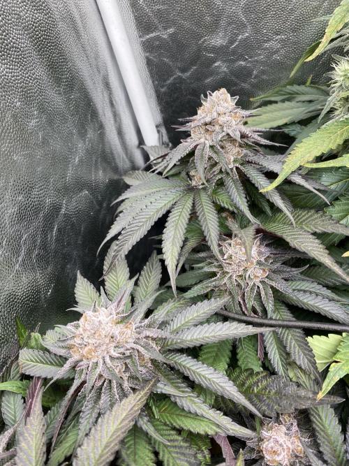 Varieties of mimosa. Week 8 - Mimosa (RQS)