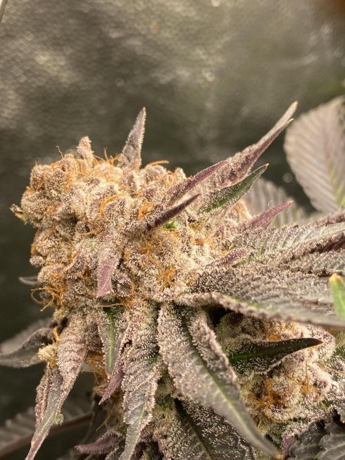 Varieties of mimosa. Week 8 - Mimosa (RQS)