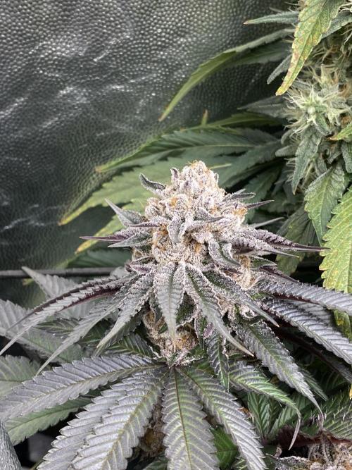 Varieties of mimosa. Week 8 - Mimosa (RQS)